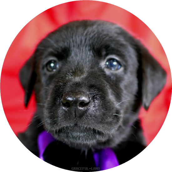 英国ラブラドールの子犬(A child of ソロモン & ) 英国ラブラドールの子犬